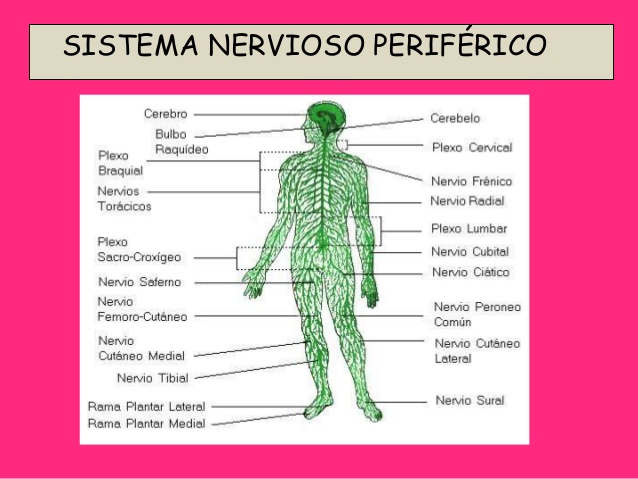 periexposicion-sistema-nervioso-17-638