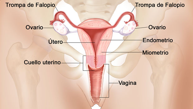 reproductor-femenino