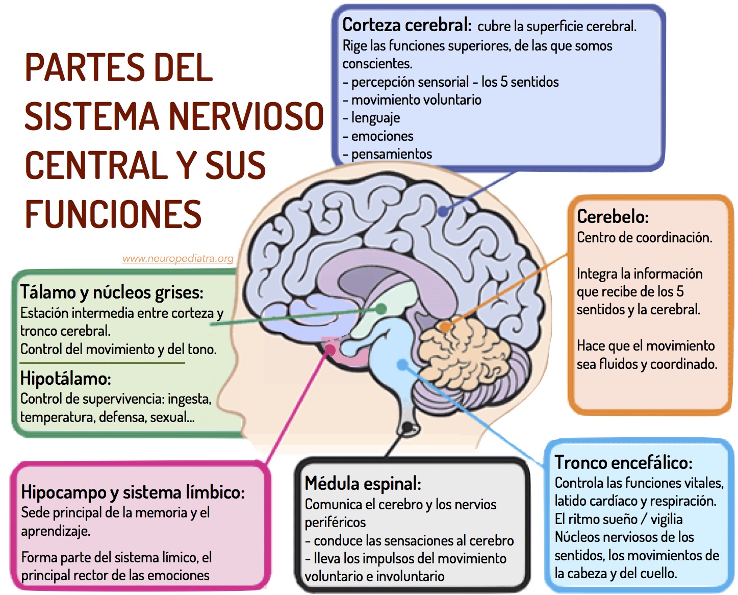 sistema-nervioso-central