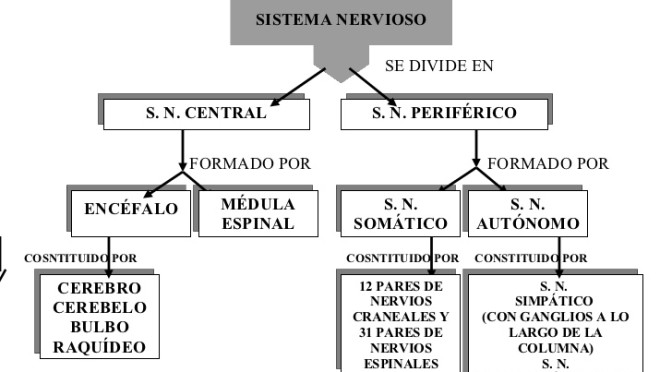 Cuadro Sinoptico Del Desarrollo Sustentable Rato Mina 2345