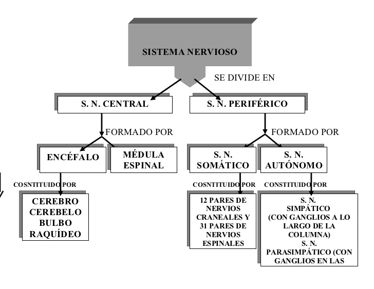 sistema-nervioso-cuadro-sinoptico-1-728
