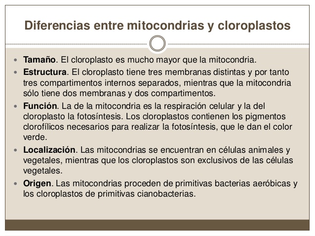 tema-10-mitocondria-y-cloroplastos-24-638