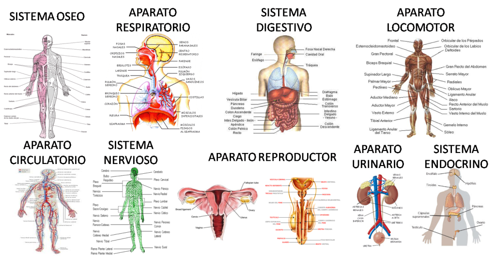 cuerpoLos-sistemas-y-organos-que-componen-el-cuerpo-humano