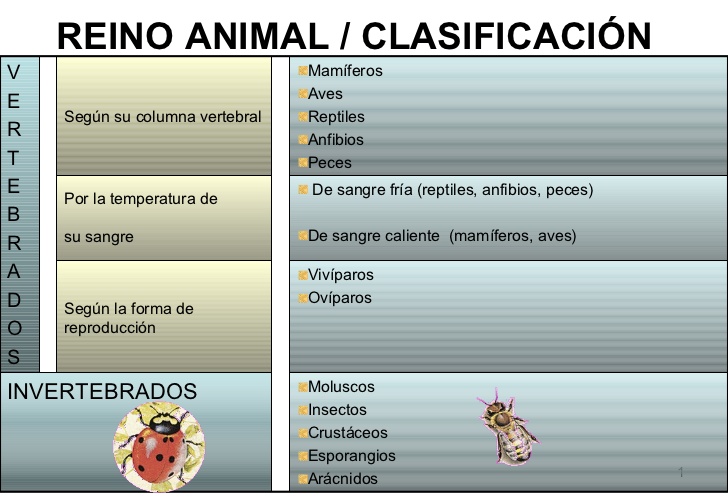 animal-vertebrados-1-728