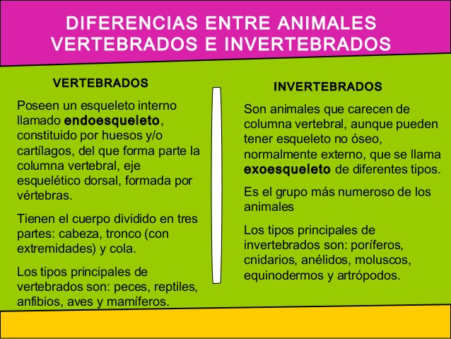 animalesaaaa-invertebrados-3-638