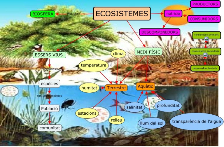 Cuadros sinópticos sobre Ecosistema y mapas conceptuales sobre ecosistemas Cuadro Comparativo