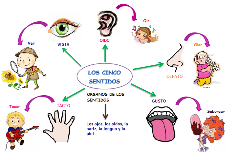 Cuadros Comparativos De Los Sentidos Ejemplos E Im Genes Cuadro