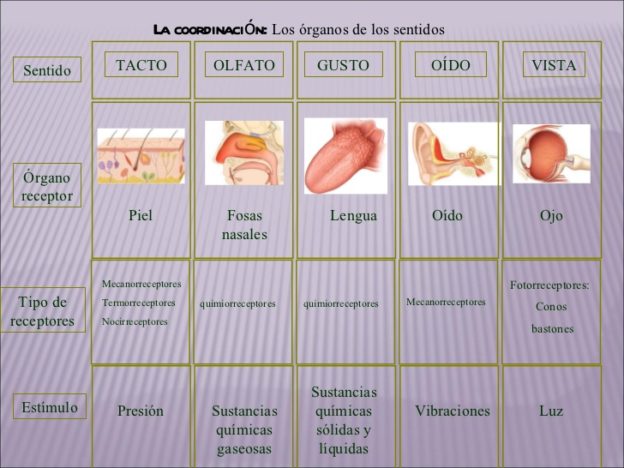 Cuadros Comparativos De Los Sentidos Ejemplos E Im Genes Cuadro