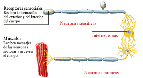interneurona