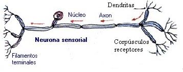 neurona sensitiva
