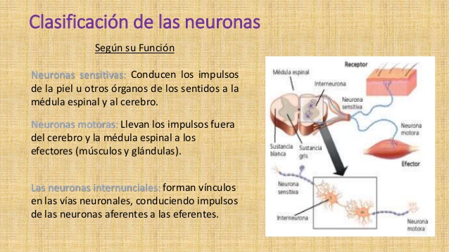 neurona-y-neurotransmisores-keilyng-bastidas-7-638