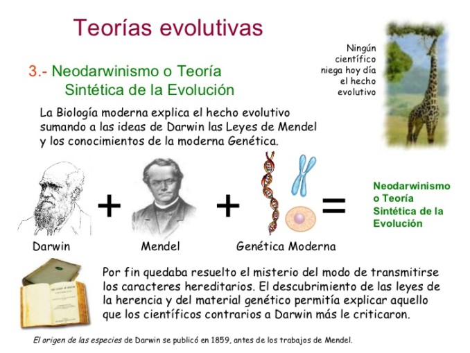 evolucin-3-teoras-evolutivas-25-728