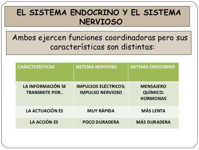 sistema-nervioso-y-endocrino-38-728
