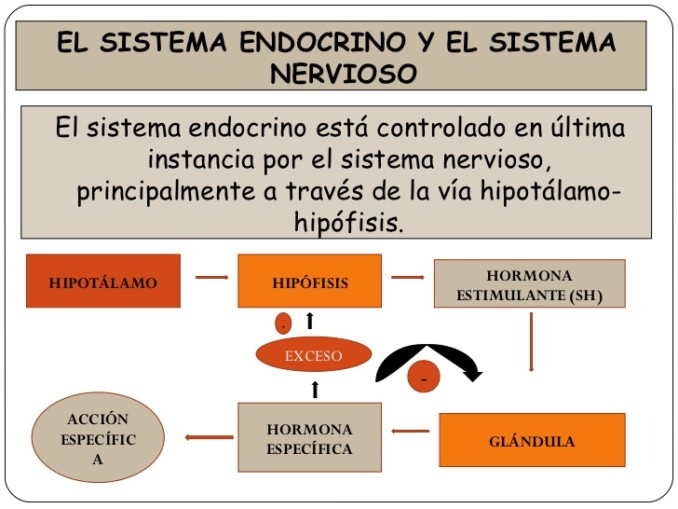 sistema-nervioso-y-endocrino-39-728