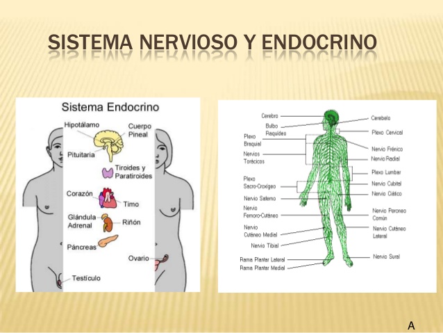 sistema-nervioso-y-endocrino-terminado-1-1-638