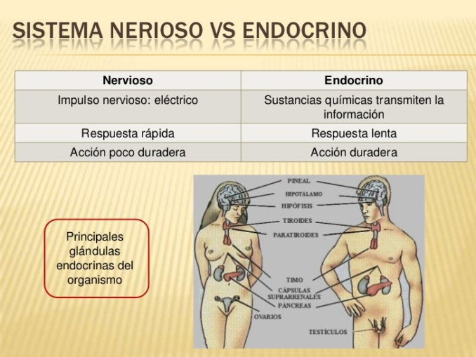sistemas-nervioso-y-endocrino-29-728