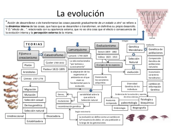 teoria-de-la-evolucin-1-728