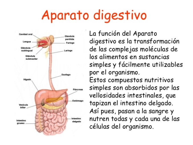 aparato-digestivo-introduccin-1-728