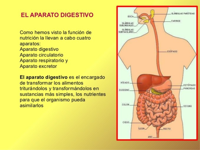digestivo
