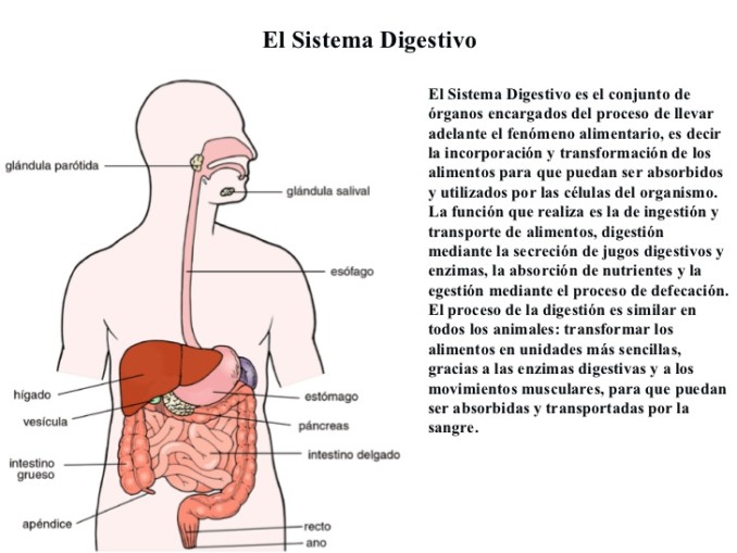 sistema-digestivo-2-728