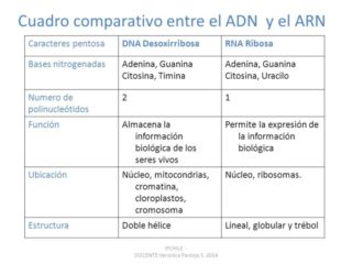 Cuadro Comparativo De Los Tipos De Arn Biologia Paola Rodriguez Images