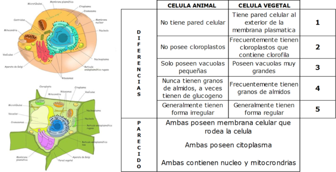 comparando-celula-vegetal-y-animal