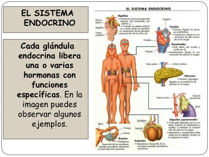 sistema-nervioso-y-endocrino-37-728