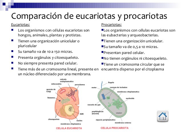 Cuadros Comparativos Entre C Lula Procariota Y Eucariota Cuadro