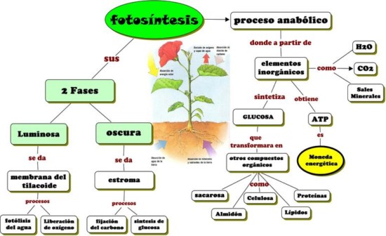 Resultado de imagen para mapa mental de la fotosintesis"