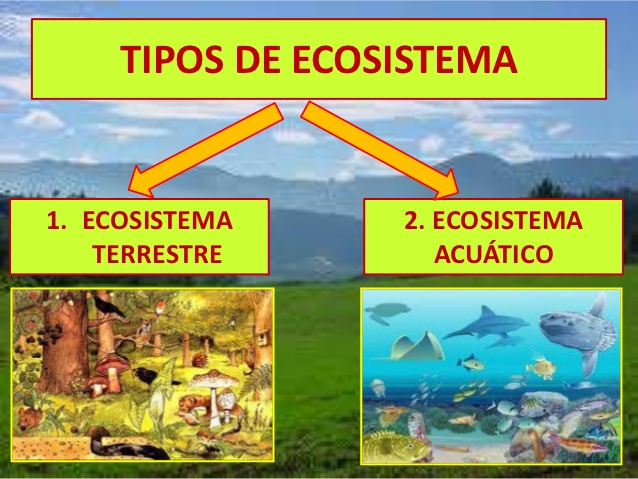 Cuadros Comparativos Entre Ecosistemas Terrestres Y Acuaticos