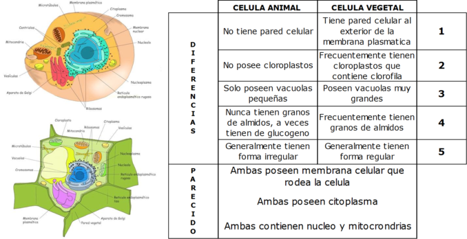 Cuadro Comparativo De Las Diferencias Entre Celula Animal Y Vegetal