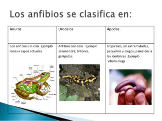 Cuadros Comparativos, Características, Diferencias Y Similitudes Entre ...