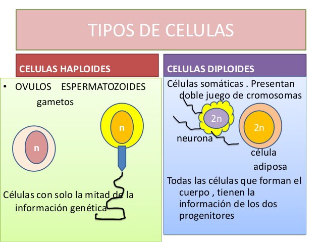 comparativos entre células diploides y células haploides Cuadro Comparativo