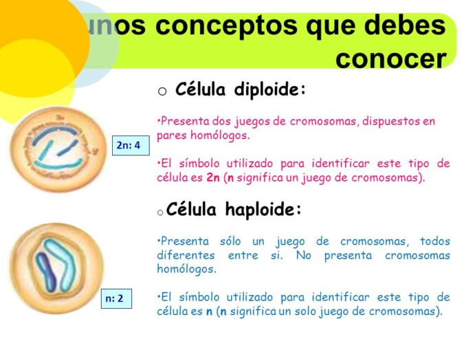 Que significa diploide