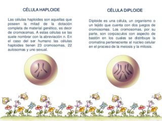 Cuadros Comparativos Entre Células Diploides Y Células Haploides ...