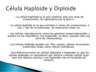 Cuadros Comparativos Entre Células Diploides Y Células Haploides ...