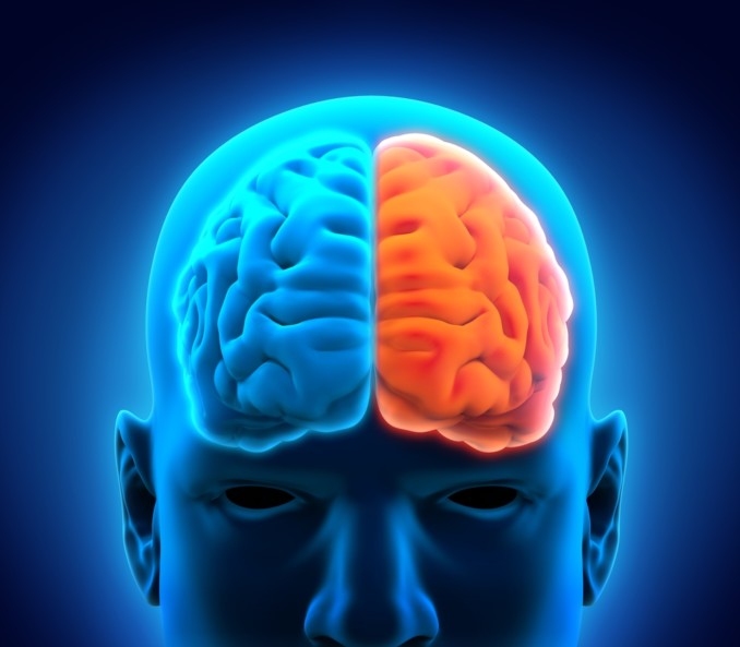 hemisferio izquierdo del cerebro