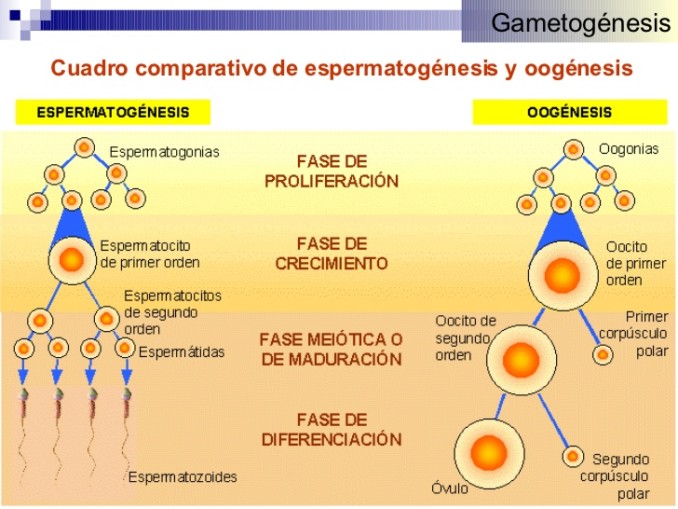 Cuadros comparativos entre Espermatogenesis y Ovogenesis | Cuadro  Comparativo