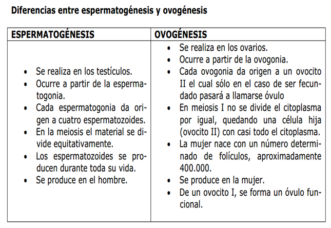 Diferencias Entre Ovogenesis Y Espermatogenesis Pdf