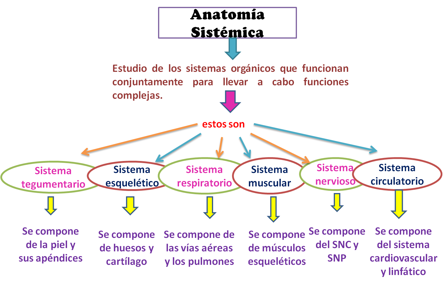 Mapa Mental De Los Sistemas Y Aparatos Del Cuerpo Humano Sexiz Pix 8892