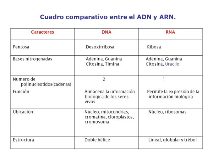 Diferencias Entre Adn Y Arn Cuadro Comparativo