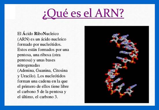 Diferencias entre ADN y ARN | Cuadro Comparativo