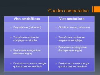 Anabolismo Y Catabolismo Diferencias Ejemplos Cuadro Comparativo