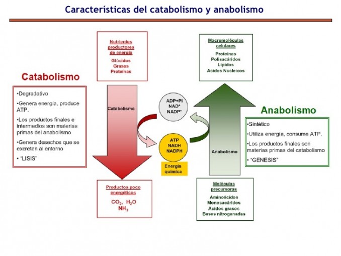 Anabolismo y Catabolismo: Diferencias, Ejemplos | Cuadro Comparativo