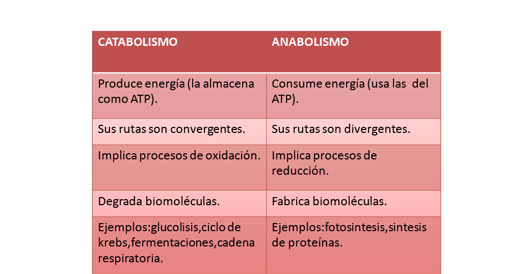 Anabolismo Y Catabolismo Diferencias Ejemplos Cuadro Comparativo 4718