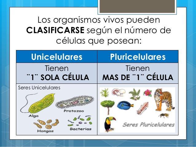 Cuadros comparativos, diferencias y similitudes, entre Organismos  Unicelulares y Pluricelulares | Cuadro Comparativo