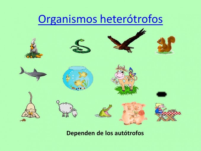 Organismos autótrofos y heterótrofos | Cuadro Comparativo