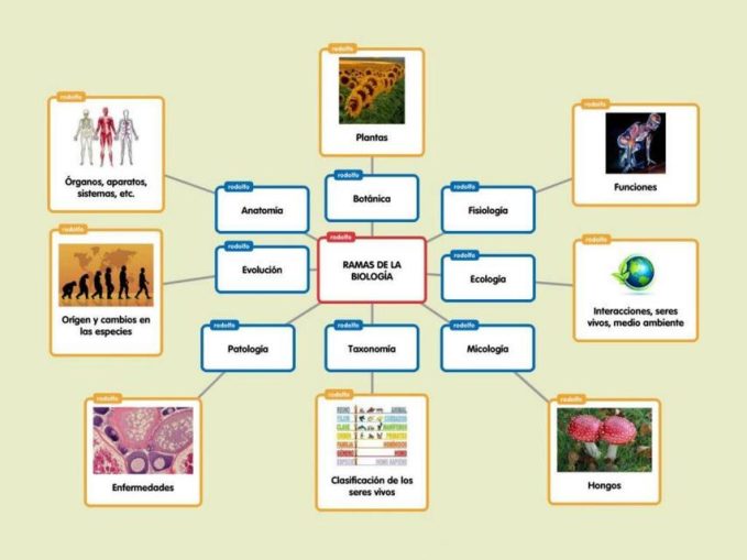 Cuadros Sin Pticos De Las Ramas De La Biolog A Cuadro Comparativo | The ...