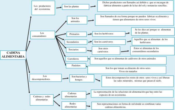 Mapas Conceptuales Sobre La Cadena Alimenticia Cuadro Comparativo